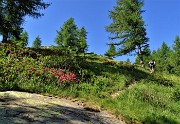 19 Rhododendron ferrugineum (Rododendro rosso) sul sentiero per il MIncucco